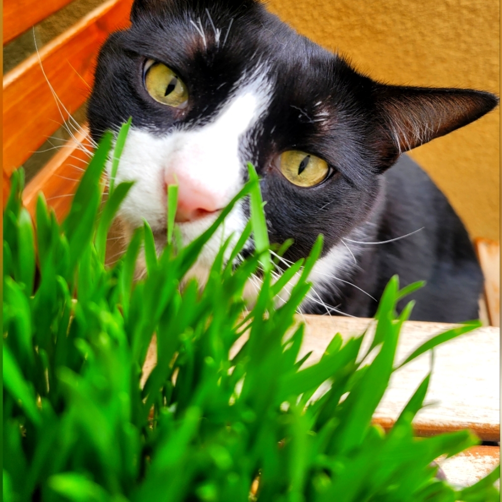 ⚠️ ALLERGY ALERT! ⚠️ - Picture 6 of 8